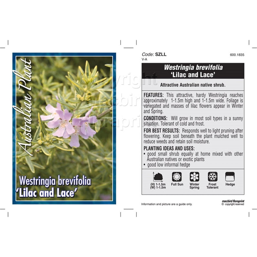 Westringia Lilac and Lace - 150mm - Australian Native - Drought Tolerant - SuperSaverAU - view 1