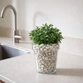 Eden 20cm Clear Round Planter 4L Polypropylene