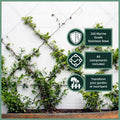 Garden Zen 5m Non Tensioned Wire Wall Plant Trainer Kit - 316 Stainless Steel - Durable Outdoor Support - SuperSaverAU - view 3