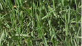 Yates Buffalopro Hose on Lawn Weed Killer 4L - Liquid - 200m² Coverage - SuperSaverAU - view 4