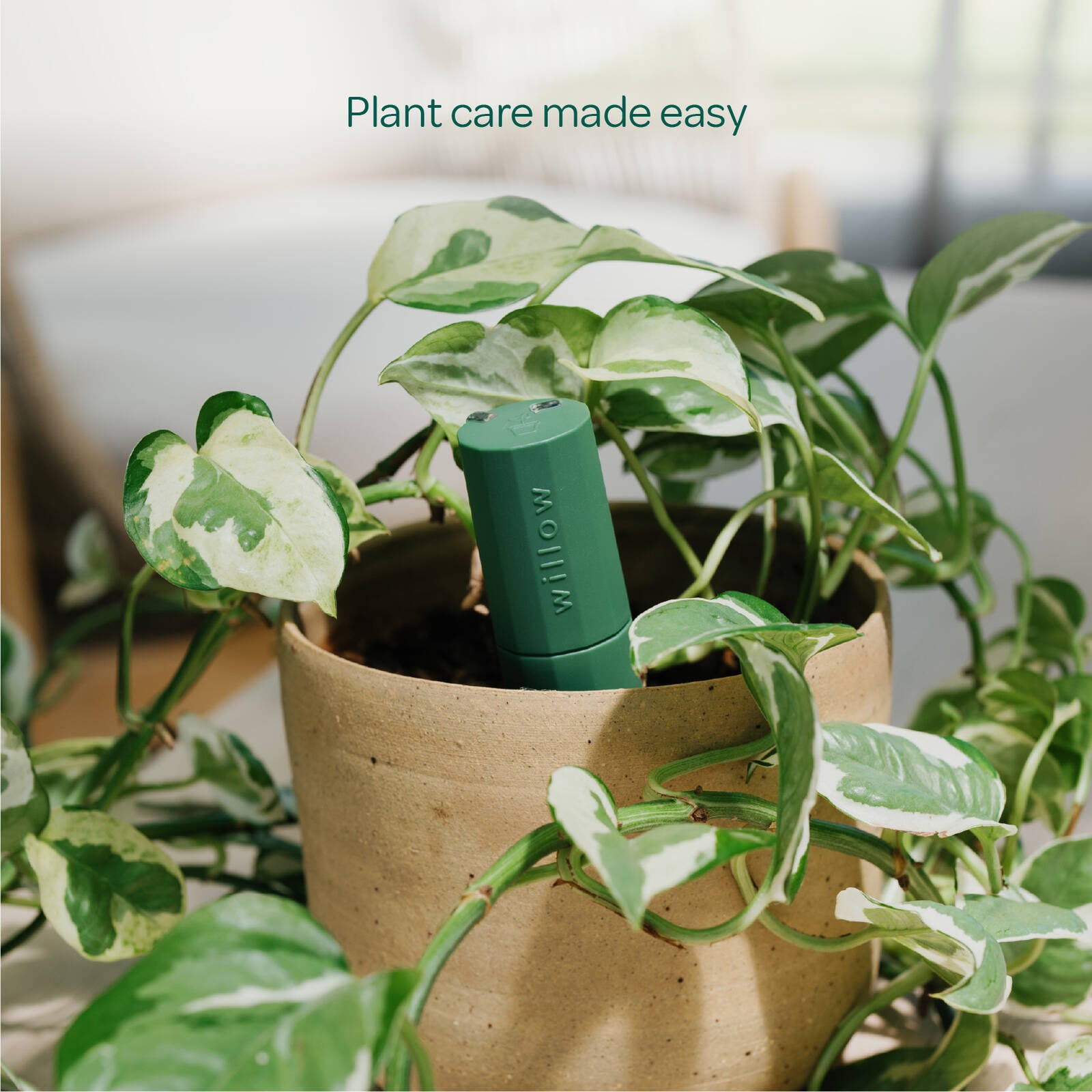 Plant with Willow Smart Indoor Plant Sensor Moss, Bluetooth Monitoring