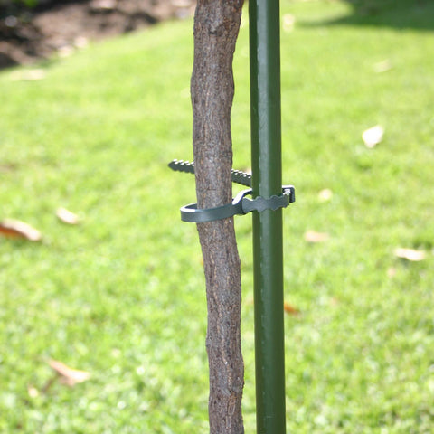 Jack Adjustable Plant Ties 120mm Green - 50 Pack