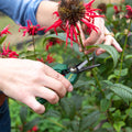 Cyclone Pruner Floral Snips, 80mm Steel Blade, Polypropylene Handle, Snap Lock, Corrosion-Resistant