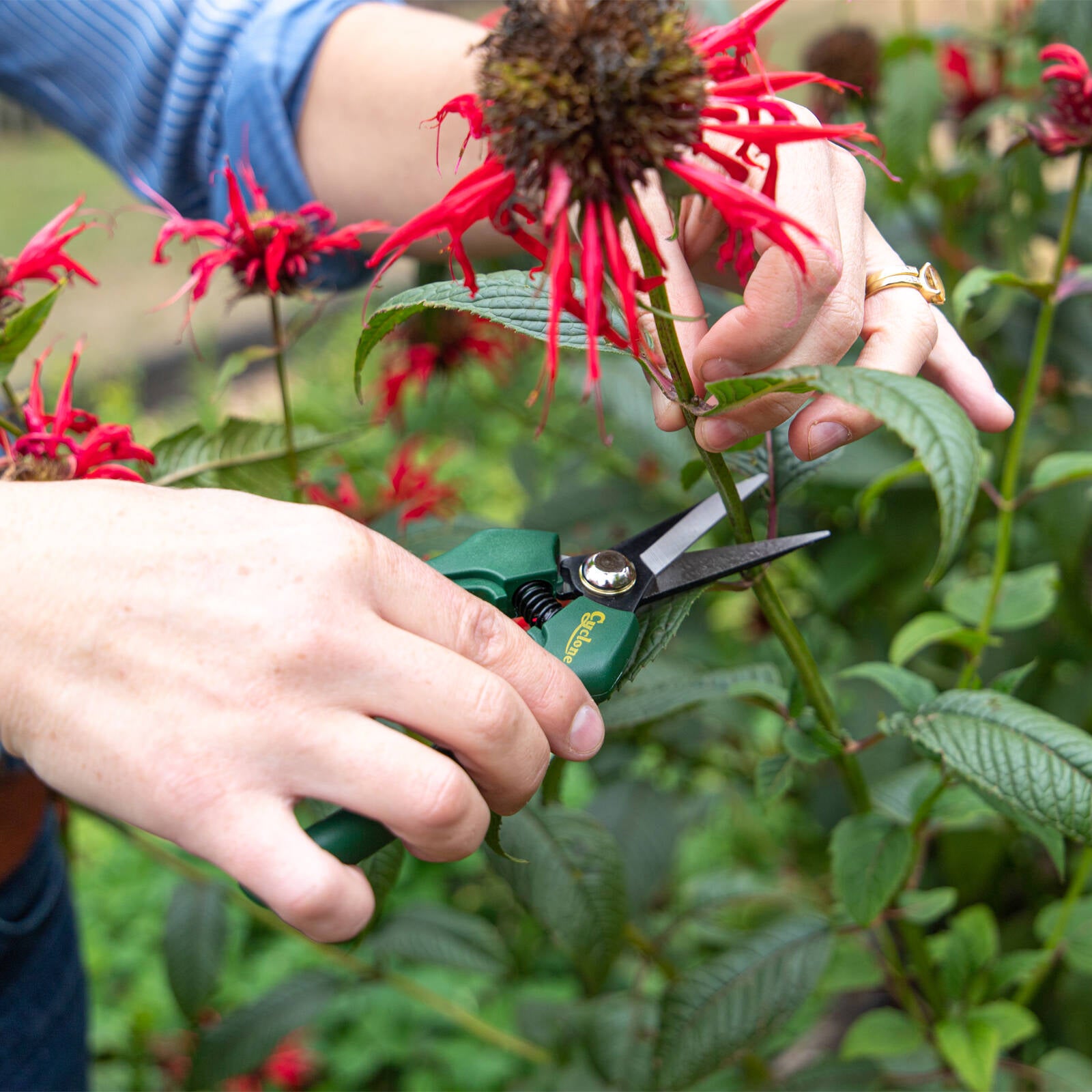 Cyclone Pruner Floral Snips, 80mm Steel Blade, Polypropylene Handle, Snap Lock, Corrosion-Resistant