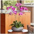 CG Hunter Faux Phalaenopsis Orchid Arrangement Pink 61cm - SuperSaverAU - view 5