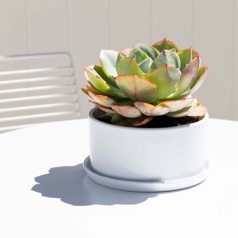 Northcote Pottery 20cm White Ceramic Ava Succulent Pot 3L with Saucer