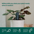 Willow Smart Indoor Plant Sensor Starter Pack - 1 Sensor & Hub - Charcoal - Monitors Soil Moisture, Light, Temperature & Humidity - SuperSaverAU - view 5