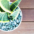 Tuscan Path Green Polished Pebbles 15mm 20mm 1.5kg - SuperSaverAU - view 4