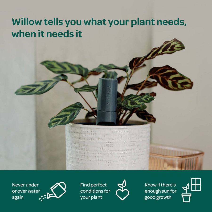 Willow Smart Indoor Plant Sensor Starter Pack - 1 Sensor & Hub - 197mm x 40mm x 164mm - Monitors Soil Moisture, Light, Temperature, Humidity - SuperSaverAU - view 5