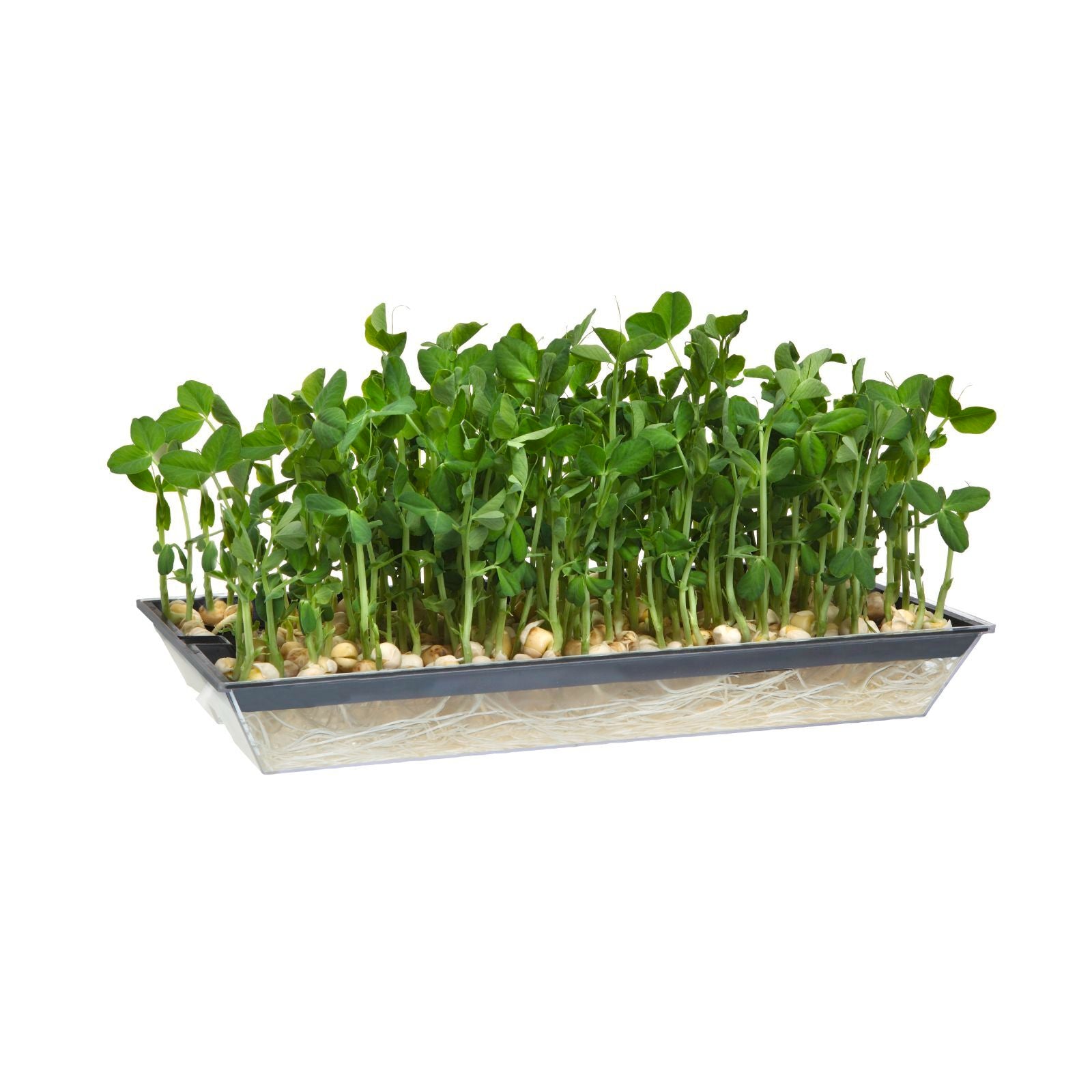Mr Fothergill's Microgreens Growing Tray 150mm Soil-Free Grower