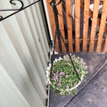 Jack 460mm Black Steel Hanging Basket Chain Set, Outdoor