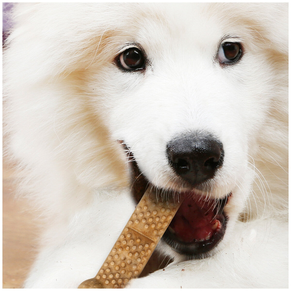 Nylabone Nubz Dog Chews 2 x 1.2kg - SuperSaverAU - view 5