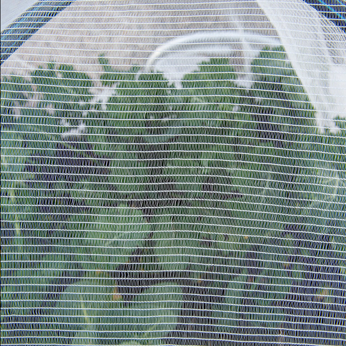 Backyard Farmer Crop Protection Net - 4 x 4m - 7mm - UV Treated - Wildlife Friendly - SuperSaverAU - view 5