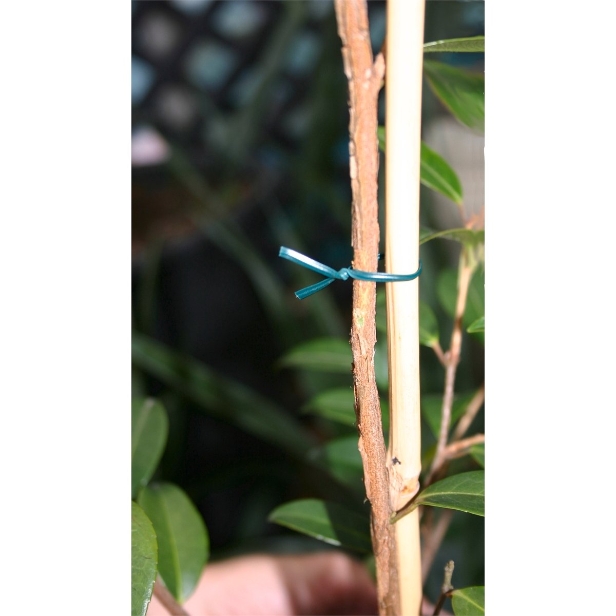 Jack Twist Ties - 30m Light Duty PVC - Green - Flexible - Gentle on Plants - SuperSaverAU - view 2