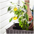 Keter Brown Raised Planter Bed Easy Grow Compact Water Reservoir Garden — image 6