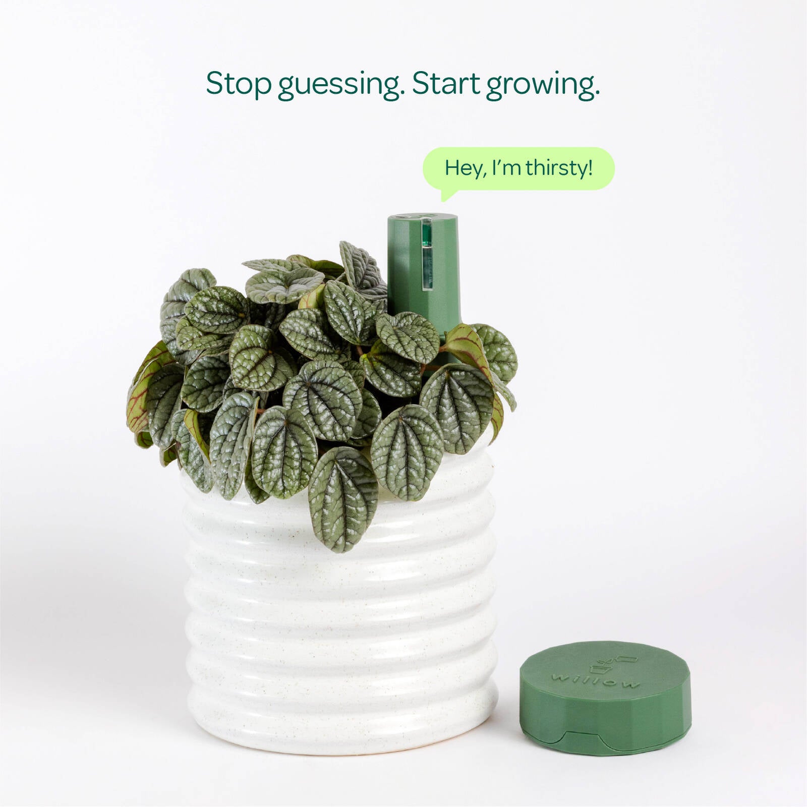 Willow Smart Indoor Plant Sensor Starter Pack Moss