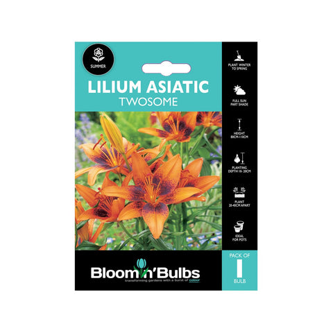 Bloomin Bulbs Lilium Asiatic Twosome 1 Pack - 193mm x 130mm x 60mm - Dark Orange-Red Flowers - SuperSaverAU - view 1