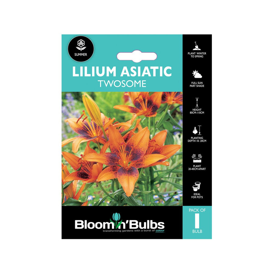 Bloomin Bulbs Lilium Asiatic Twosome 1 Pack - 193mm x 130mm x 60mm - Dark Orange-Red Flowers - SuperSaverAU - view 1