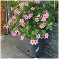 Greenlife Self Watering Garden Planter Vege Patch 2 Pack Trellis Mobile Rollers — image 2