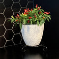 Jack 30cm Black Metal Plant Stand, Slimline Scroll Design, Indoor & Outdoor