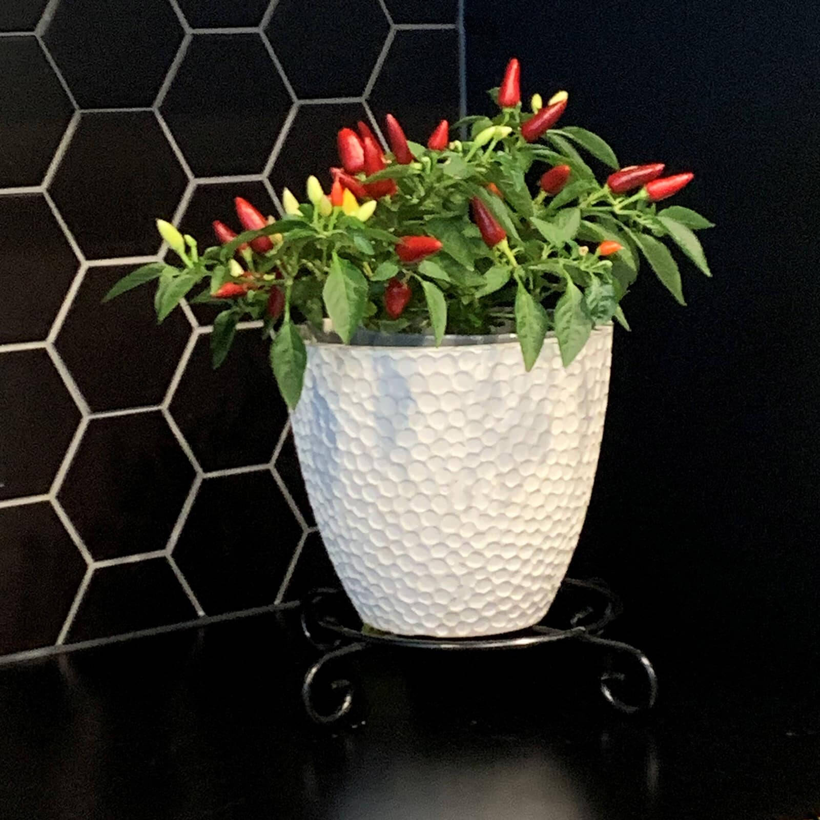 Jack 30cm Black Metal Plant Stand, Slimline Scroll Design, Indoor & Outdoor