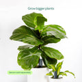 Plant with Willow Smart Indoor Large Pot Extension Charcoal