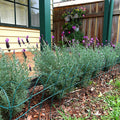 Jack Federation Edging - 400mm x 10m - Steel - Green - Easy Install - SuperSaverAU - view 2