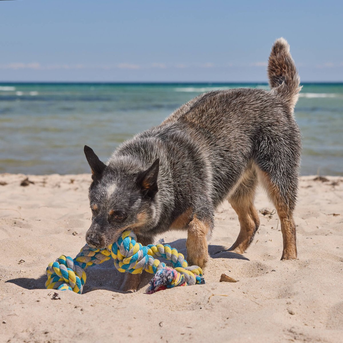 Happy Tails XL Rope Tug Toy - 56cm - Durable Thick Rope for Large Dogs - SuperSaverAU - view 4