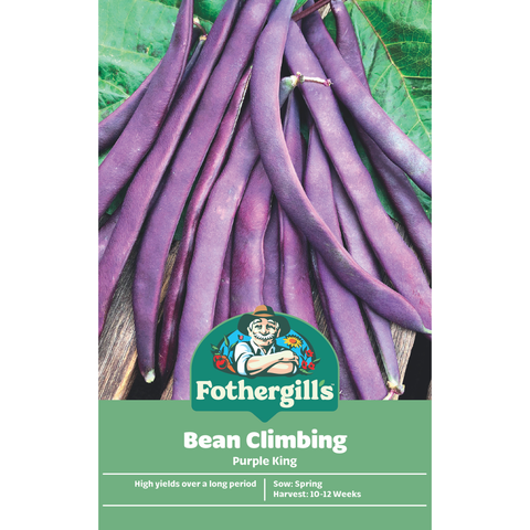 Mr Fothergill's Purple King Climbing Bean Seeds - 240cm Flat Purple Pods
