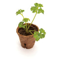 Mr Fothergill's 60mm Jiffy Round Peat Pots, 26 Pack