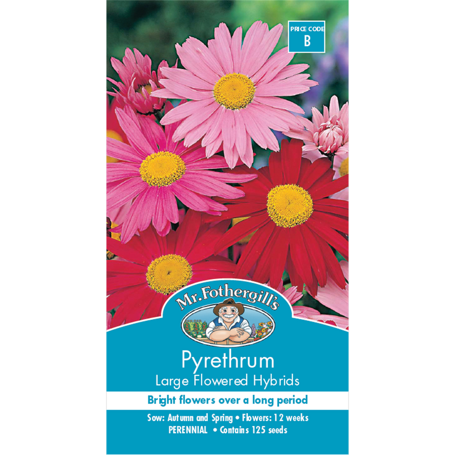 Mr Fothergill Pyrethrum Large Flower Seeds 60cm Perennial Cut Flower - SuperSaverAU - view 1