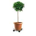 Eden Pot Plant Trolley - 30cm - Metal - Heavy Duty - SuperSaverAU - view 2
