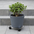 Eden 25cm Round Pot Plant Trolley, Wire, 25kg Capacity, Indoor & Outdoor