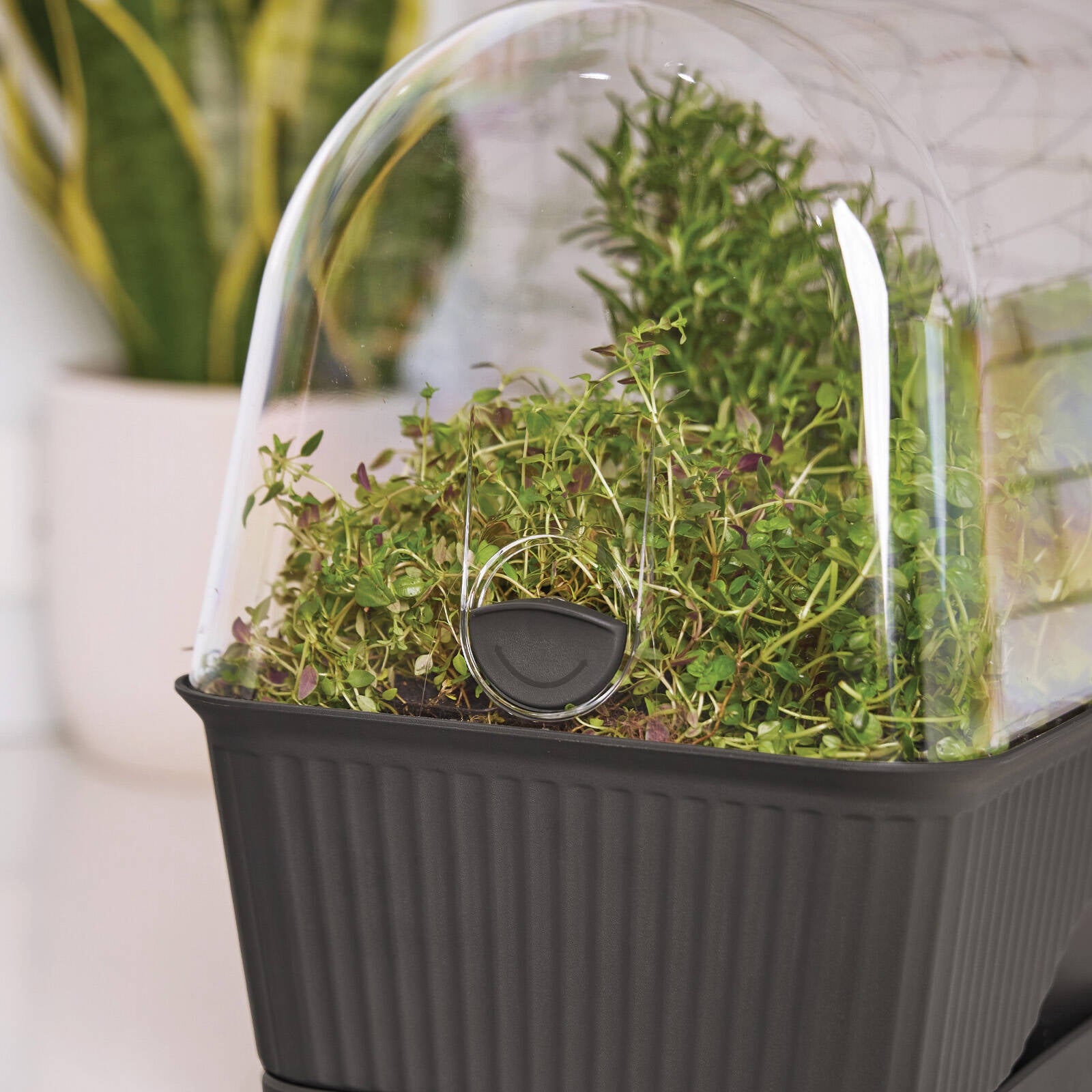 Backyard Farmer Lula Mini Greenhouse, Grey Seed Propagator
