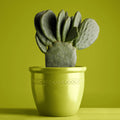 Dulux 340g Sunny Green Gloss Spray Paint, Indoor, 2.2m2/L Coverage