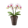 Eden 14cm Clear Round Orchid Planter - Polypropylene
