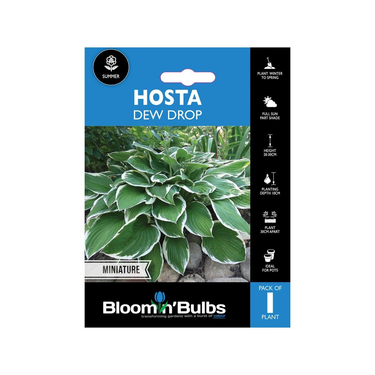 Bloomin Bulbs Hosta Dew Drop - 1 Pack - Compact Hosta Hybrid - 193mm x 130mm x 60mm - Blue-Green Leaves - Shaded Areas - SuperSaverAU - view 1
