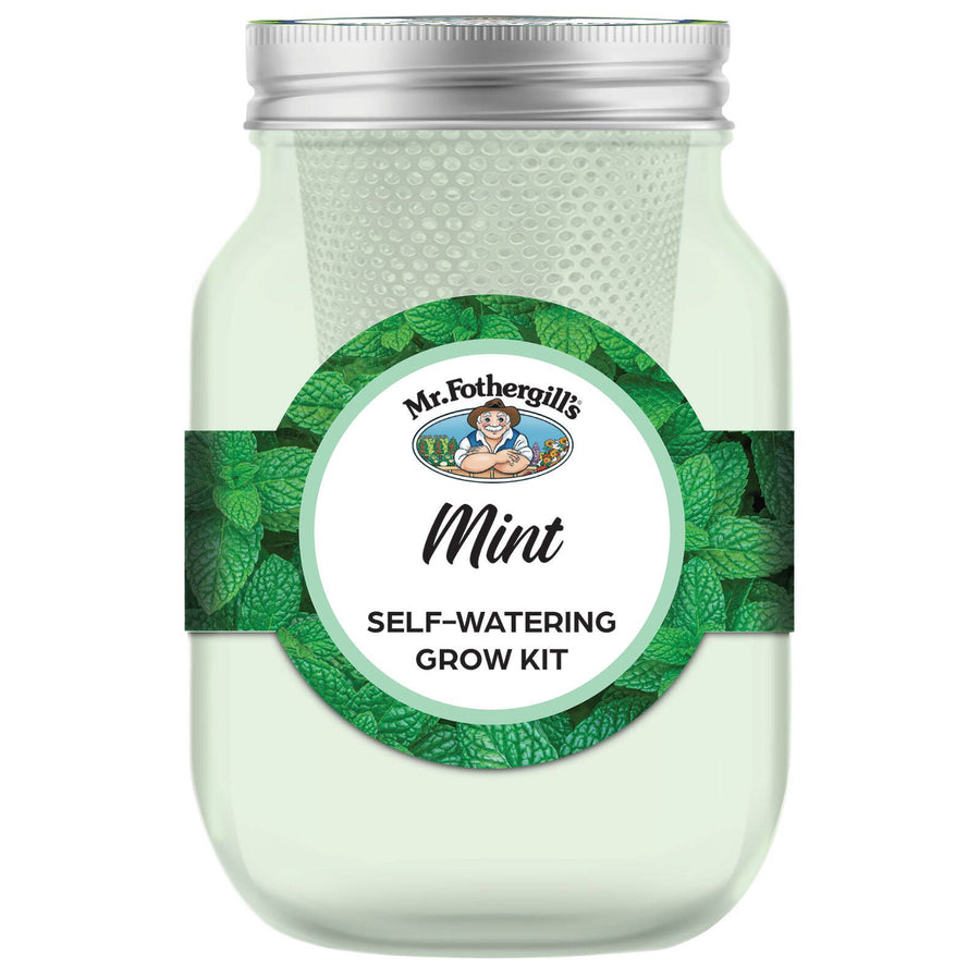 Mr Fothergill's Self Watering Mason Jar Mint Grow Kit - Green Glass, Indoor Herb Kit