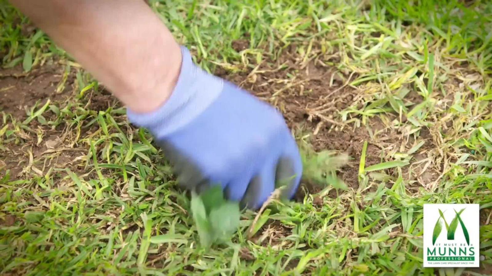 Munns Professional 1.1kg Quick Fix All Lawns and Patch Repair Premium Seed Blend