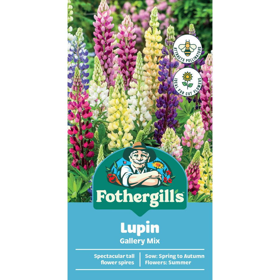 Mr Fothergill's Lupin Gallery Mix Seeds, Mixed Colour Spikes, 120cm Tall, Sun or Part Shade