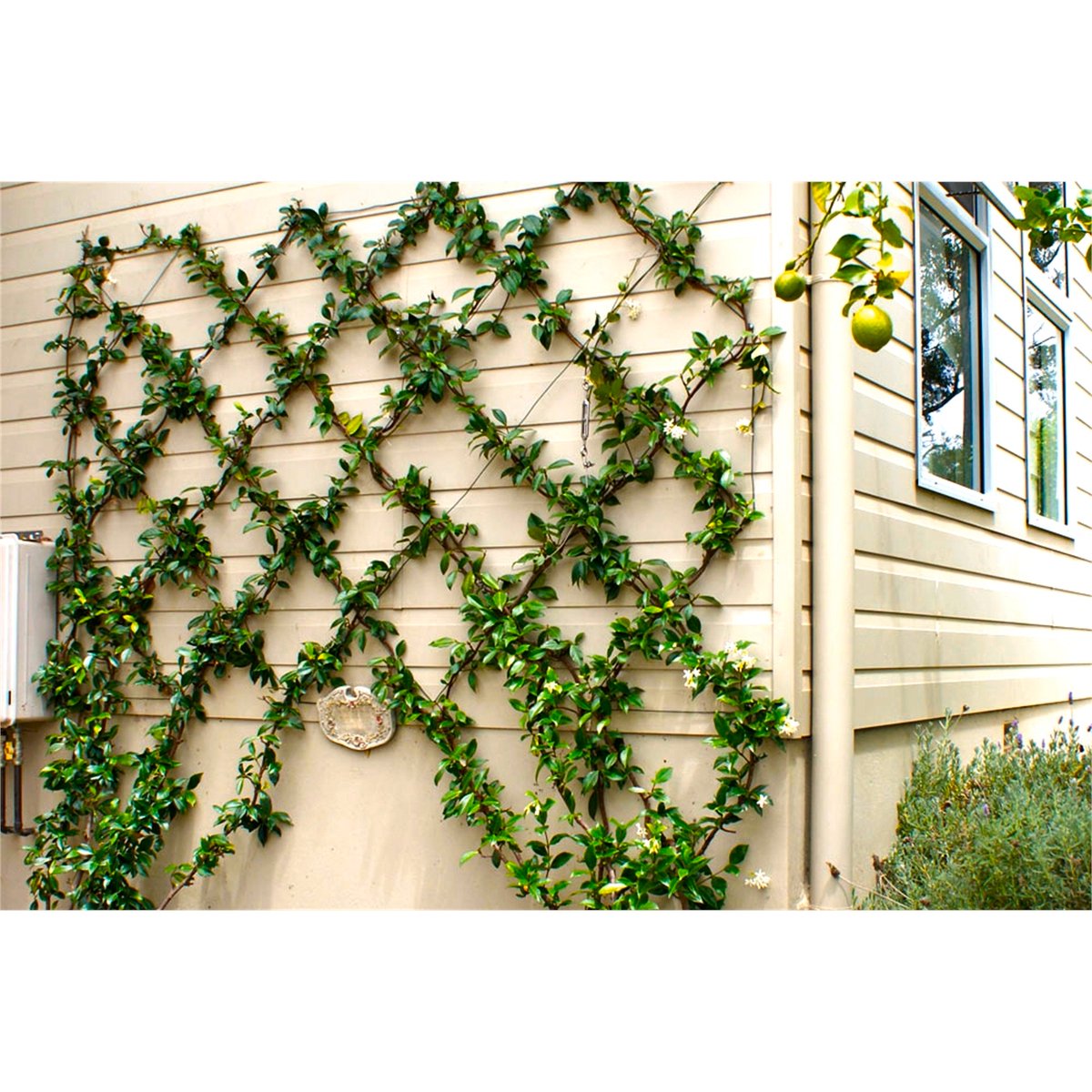 Jack Grip and Grow Trellis Kit 5m Galvanised Wire Strong Support - SuperSaverAU - view 4