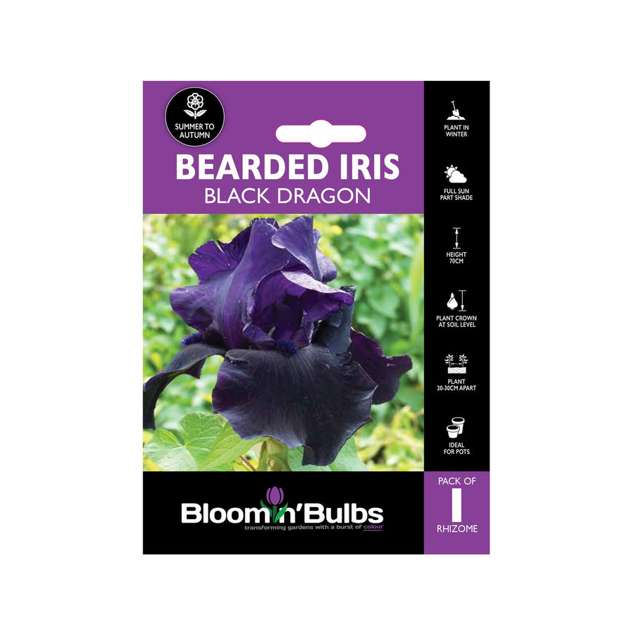 Bloomin Bulbs Bearded Iris - 1 Pack - Perennial - Dark Purple-Black - SuperSaverAU - view 1