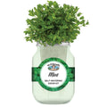 Mr Fothergill's Self Watering Mason Jar Grow Kit - Mint - 90mm x 172mm - Green - Compact Indoor Gardening - SuperSaverAU - view 2