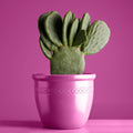 Dulux 340g Techno Pink Gloss Spray Paint, Indoor, 2.2m2/L Coverage