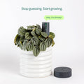 Plant with Willow Smart Indoor Plant Sensor Starter Pack Charcoal, 1 Sensor & Hub