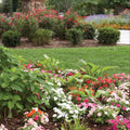 Rain Bird Shrub Nozzle - 12'-15' - Half Circle - Uniform Watering - SuperSaverAU - view 4