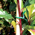Jack Handy Twist Plant Tie 200mm Wire Plastic 200 Pack Green - SuperSaverAU - view 3