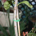 Jack Figure 8 Handy Easi Plant Ties Green - 30 Pack