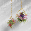 Jack Diamond Hanging Planter - 1 Pack - 65mm x 120mm - Gold - SuperSaverAU - view 2