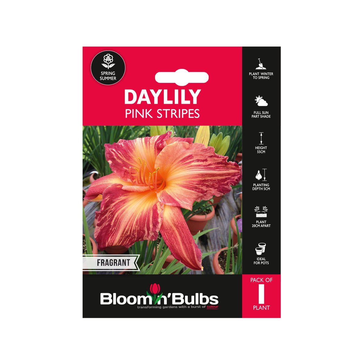 Bloomin Bulbs Summer Daylily 1 Pack - Pink Stripes - 193mm x 130mm - Drought Resistant - SuperSaverAU - view 1